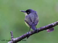 A10A3137Common_Tody-flycatcher