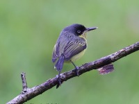 A10A3147Common_Tody-flycatcher