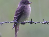 A10A3167Northern_Tropical_Pewee