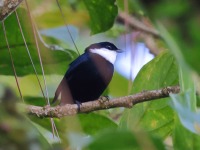 A10A3212White-ruffed_Manakin