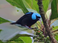 A10A3228Scarlet-thighed_Dacnis