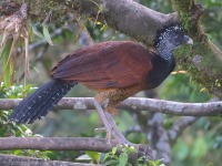 A10A3309Female_Great_Curassow