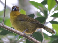 A10A3444Carmiols_Tanager