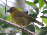 A10A3448Carmiols_Tanager