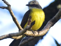 A10A3500Grey-Capped_Flycatcher