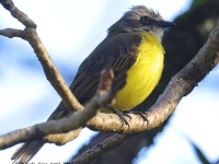 A10A3504Grey-capped_Flycatcher