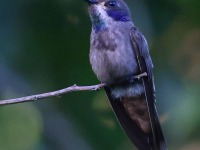 A10A3666Brown_Violetear