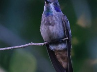 A10A3667Brown_Violetear