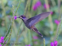 A10A3724Brown_Violetear