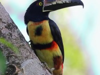 A10A3809Collared_Aracari