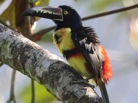 A10A3823Collared_Aracari