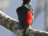 A10A3828Collared_Aracari