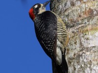 A10A3857Black-cheeked_Woodpecker