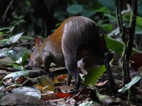 A10A3931Agouti_CR