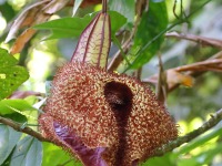 A10A3934Aristolochia-grandiflora_Flower