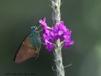A10A3945Arenal_Butterfly