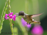 A10A3971Female_Black-crested_Coquette