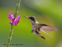 A10A3983Female_Black-crested_Coquette