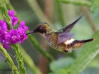 A10A4015Female_Black-crested_Coquette