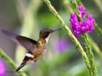 A10A4029Female_Black-crested_Coquette