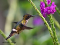 A10A4031Female_Black-crested_Coquette