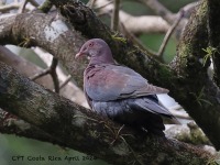 A10A4054Red-billed_Pigeon