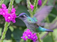 A10A4234Violet-headed_Hummingbird