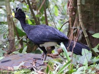 A10A4262Great_Curassow