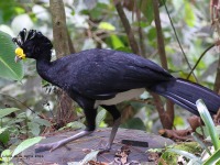 A10A4264Great_Curassow