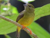 A10A4291Female_White-collared_Manakin