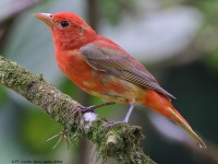 A10A4296Summer_Tanager