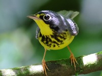 A10A4325Canada_Warbler