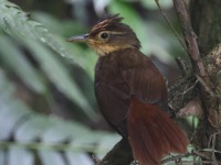 A10A4336Fawn-throated_Foliage-gleaner