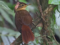 A10A4344Fawn-throated_Foliage-gleaner