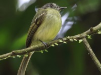 A10A4350Slaty-capped_Flycatcher