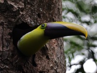 A10A4397Yellow-throated_Toucan