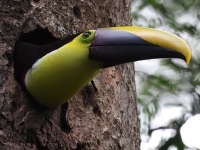 A10A4398Yellow-throated_Toucan