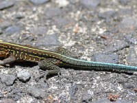 A10A4405Central_American_Ameiva