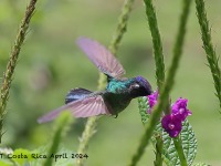 A10A4452Violet-headed_Hummingbird
