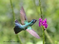 A10A4462Violet-headed_Hummingbird