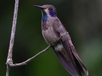 A10A4507Brown_Violetear