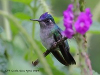 A10A4536Violet-headed_Hummingbird