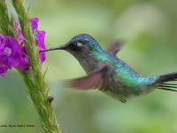 A10A4542Violet-headed_Hummingbird