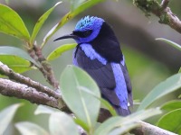 A10A4550Red-legged_Honeycreeper