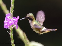 A10A4559Black-crested_Coquette