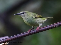 A10A4586Red-legged_Honeycreeper