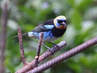 A10A4592Golden-hooded_Tanager