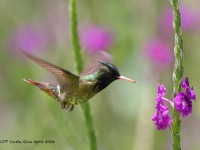 A10A4639Black-crested_Coquette