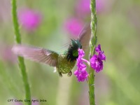 A10A4640Black-crested_Coquette