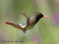 A10A4649Black-crested_Coquette